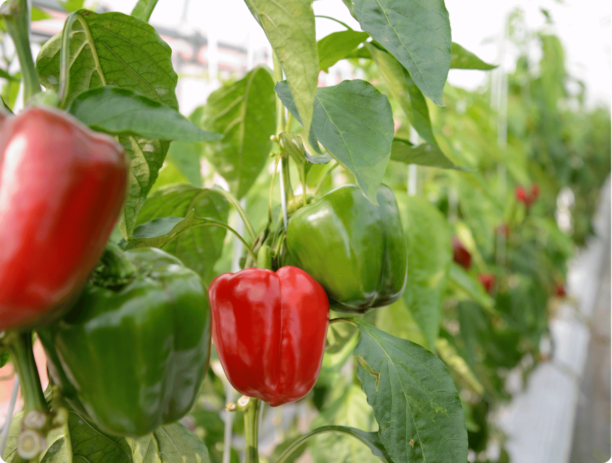 paprika sladká 1 .